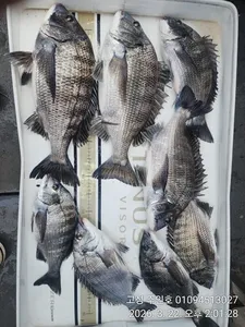 ((경남고성 주인호)) 주인호 일요일 감성돔 40cm외 조황~