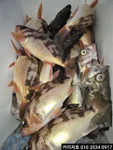 22일 새벽 왕볼락 왕열기 조황 입니다