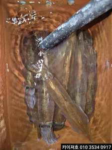 9일 야간 한치 조황 (수,목,금)모집중