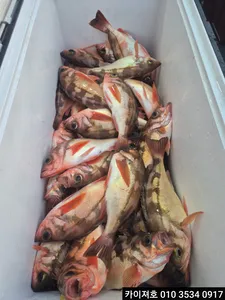 11일 새벽 왕볼락 왕열기 조황