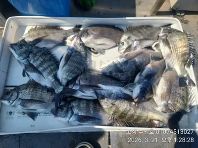 ((경남고성 주인호)) 주인호 토요일 감성돔 조황~일요일 예약가능!