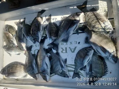 ((경남고성 주인호))주인호 감성돔 조황~