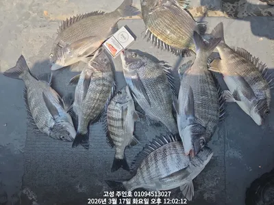 ((경남고성 주인호)) 주인호 감성돔 조황입니다~예약가능!