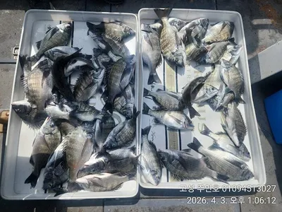 ((경남고성 주인호))주인호 금요일 감성돔 마릿수 조황~일요일예약가능!