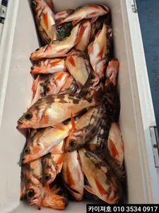 26일 외줄 왕볼락 왕열기 조황