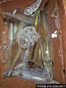 19일 야간 한치 오징어 조황~!!