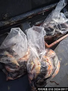 12일 오전 왕볼락왕열기 외줄낚시 조황