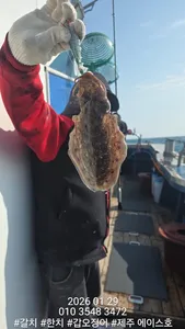 제주에이스호!!(1월29일)뚱갑이조황입니다010 35483472~010 3860 3472{9.77톤22인승14석운)청결은보장