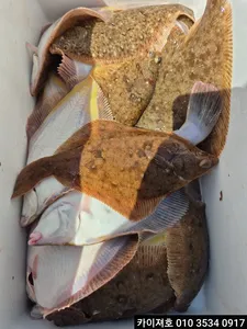 8일 오전 도다리 참가자미 대박