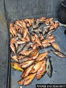 13일 오전 외줄 왕볼락왕열기 조황 입니다