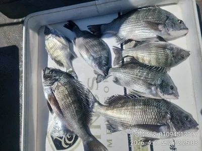 ((경남고성 주인호))주인호 화요일 감성돔 조황~수요일 예약가능!