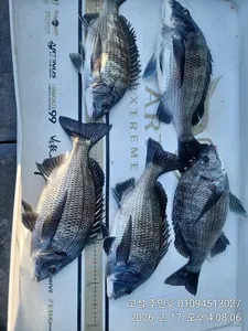 ((주인호&태권호 감성돔이벤트중))주인호 감성돔조황~목요일예약가능!