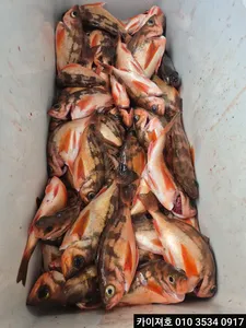 4일)외줄낚시 왕열기 조황 입니다