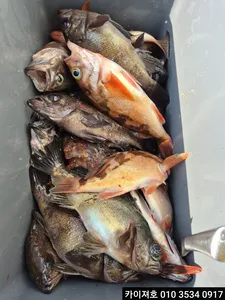 17일 외줄 왕볼락 왕열기 조황~