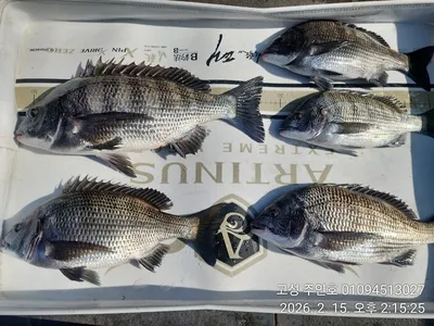 ((주인호&태권호 감성돔이벤트중))주인호 일요일 감성돔 조황~