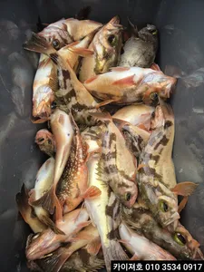 10일 왕열기 조황 입니다