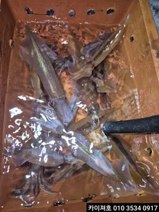 15일 한치오징어 조황~!! 목요일 부터 모집중 입니다