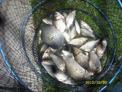 "부연지" 굵직한 가을 손맛!!