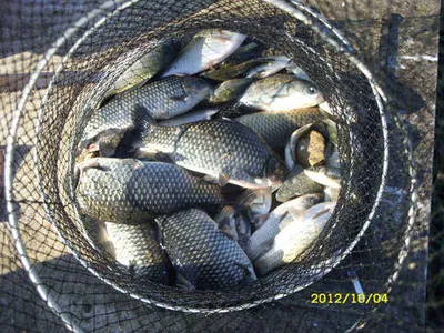 "부연지"  이어지는 호조황!!