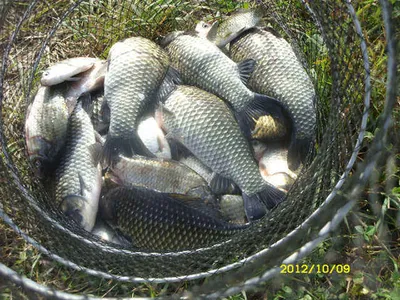 "부연지"  밤낚시가 즐겁습니다!!