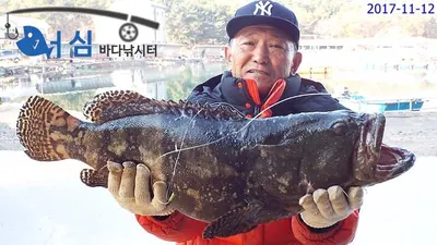 11월12일어심바다낚시터조황