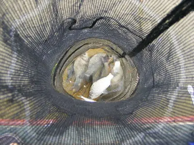 ★★★★★춘천의암호자갈섬낚시터★★★★★