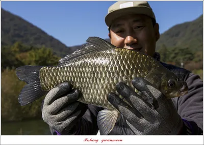 충주호 솔 38 cm..사오리 월척 조황..