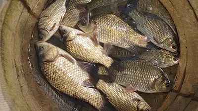 경북북부권 조황입니다~