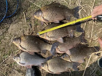 고삼지 노지 4짜들과 마릿수의 붕어들