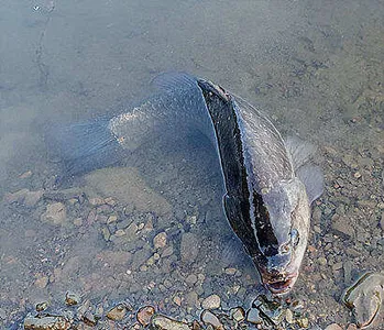 싱그러운 5월에 전하는 조황안내 입니다.