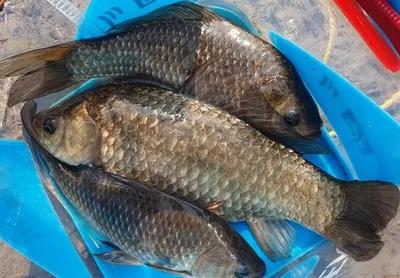 무료터(청미천--씨알 좋은 붕어들