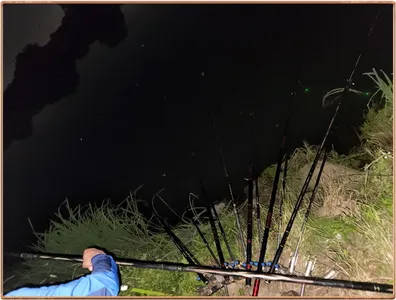 진위천 평택호 조황 