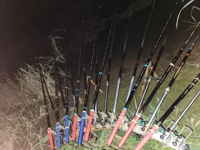 평택호 진위천 조황 소식