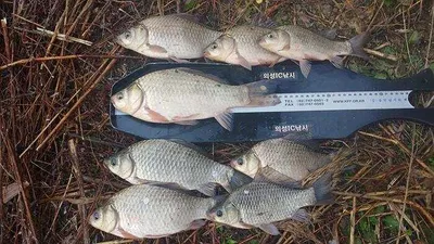 경북의성권 조황입니다 