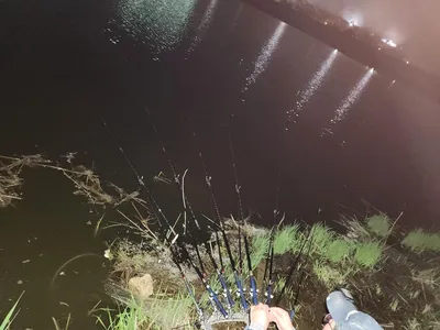 평택호 진위천 조황 소식