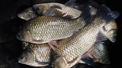 의성권 조황입니다 ~