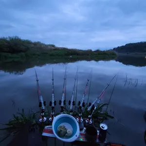 진위천 조황소식