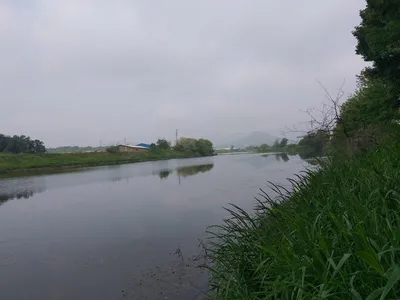 무료터 청미천 붕어소식