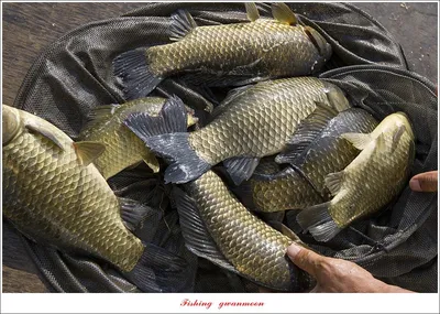 화곡지 피서낚시 조황..