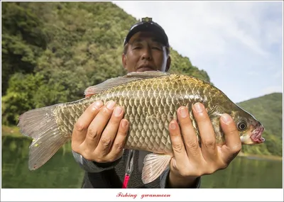 목벌 4 짜 ..용원지 4 짜 조황..