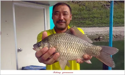 돌감..신매  허리급 월척 조황..