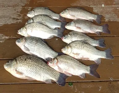 고삼지===붕어들은 나옵니다