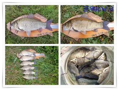 지난조황보고와 최근 소류지대물조황 ~~