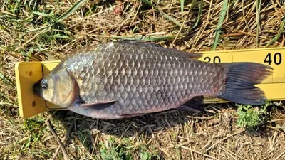 [고삼지][한천][사암지]---목요일 소식