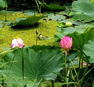 폭우뒤 강계및  저수지 상황