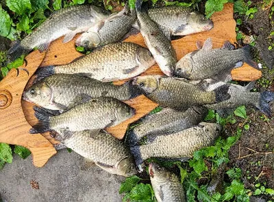 장마 랍니다. 또 한번의 시즌을 기대 하면서....