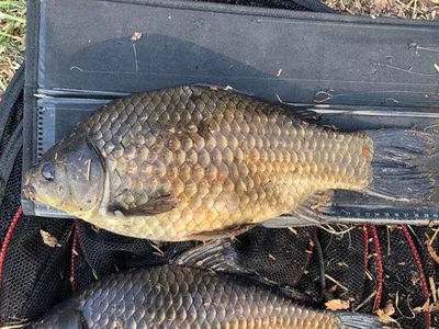 고삼지---노지에서의 4짜