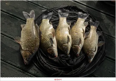 화곡지..제일 낚시터 조황..