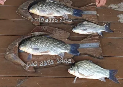 고삼지===붕어들의 모습