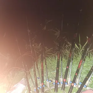 진위천 남양호 평택호 조황 소식